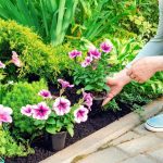 18 Premier Companion Plants for Petunias to Enhance Your Garden's appeal