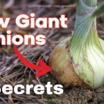 4 Simple Tips for Growing MASSIVE Onion Bulbs!