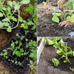 5 Plant-Killing Mistakes to Avoid When Growing Seedlings and Transplanting Them in Your Garden