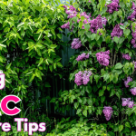 10 Spring Lilac Care Tips to Make Your Bushes Bloom Like Never Before!