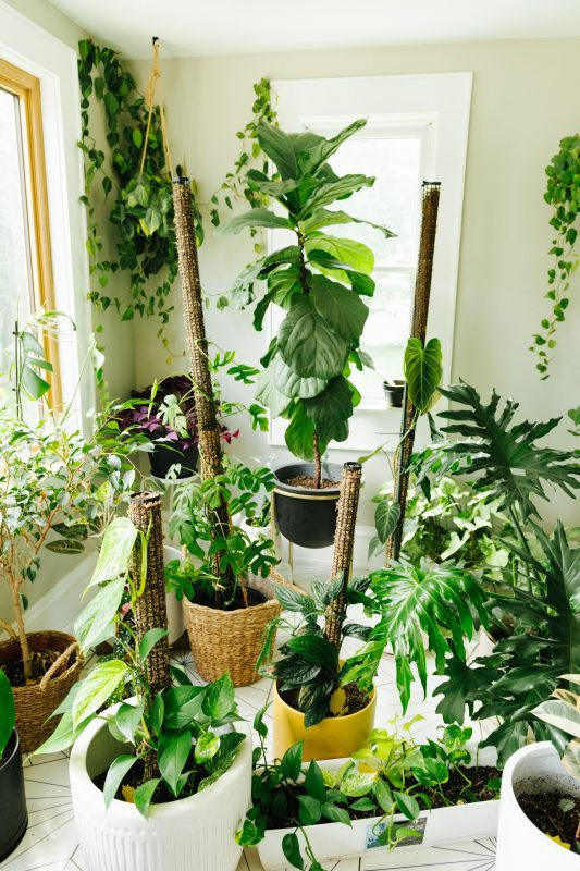 sunroom filled with houseplants on moss poles
