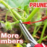 5 Cucumber Pruning Secrets to Grow More Crisp Cucumbers, Not Just Leaves!