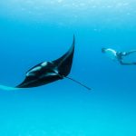 Man in snorkel gear swimming under the ocean water with a manta ray