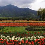 Srinagar’s Tulip Garden Draws 92,000 Visitors in Six Days