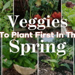 8 Vegetables to Plant FIRST in Spring to Put Food on Your Table FAST