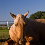 Will Your Hospitalized Horse Survive Diarrhea?
