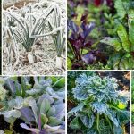 18 Cold-Weather Crops to Grow in Your Winter Vegetable Garden! 🌱❄️🥕