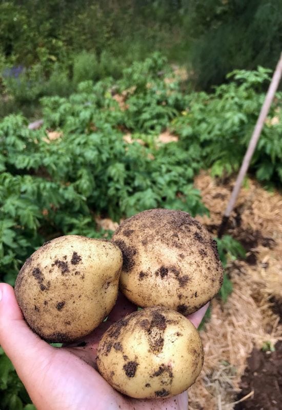 5 Proven Strategies for a Non-Stop Potato Harvest from Spring to Fall 4