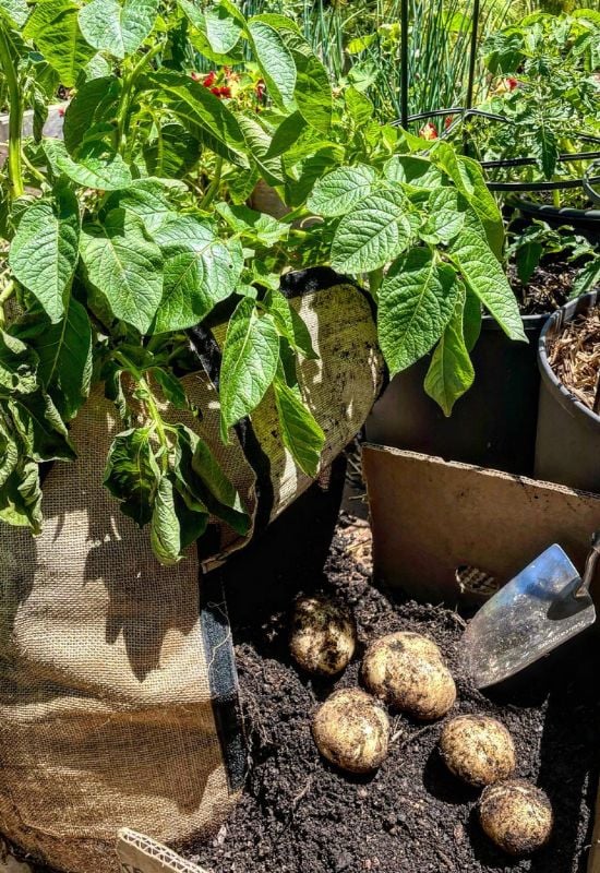 5 Proven Strategies for a Non-Stop Potato Harvest from Spring to Fall 5