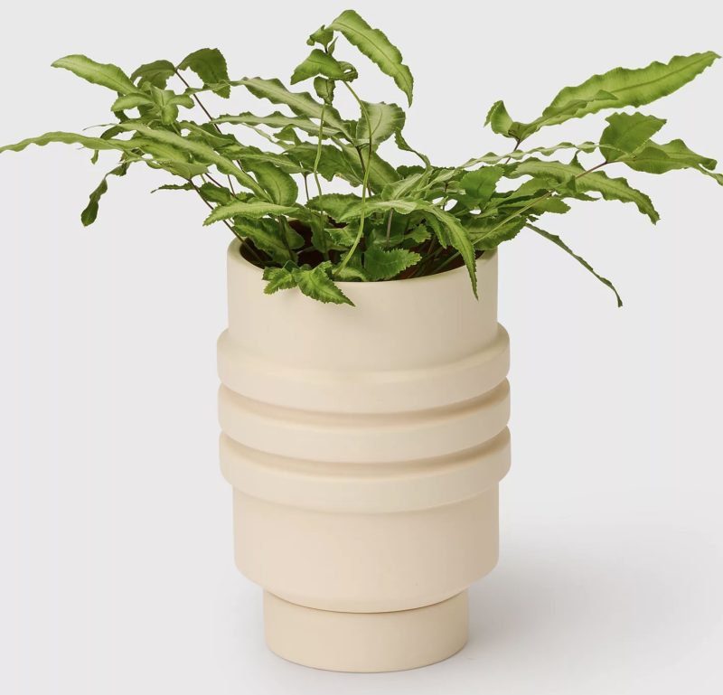 strata ceramic planter with plant