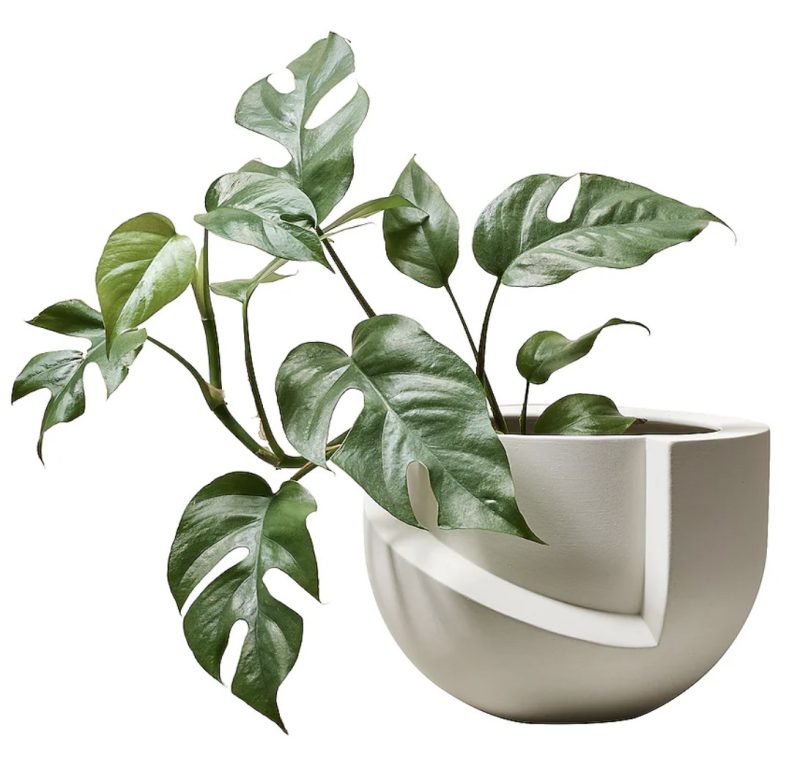 vayu cereamic planter with philodendron plant